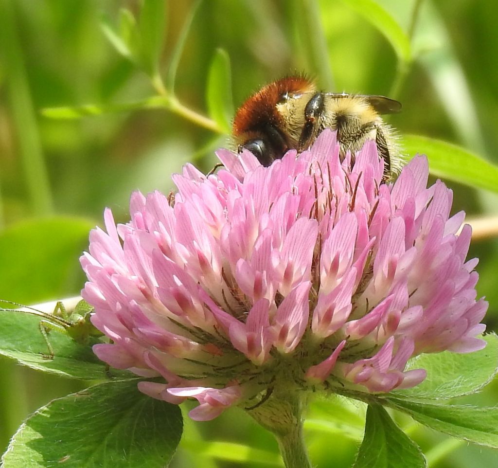 Bombus (Thoracobombus) humilis quasimuscorum